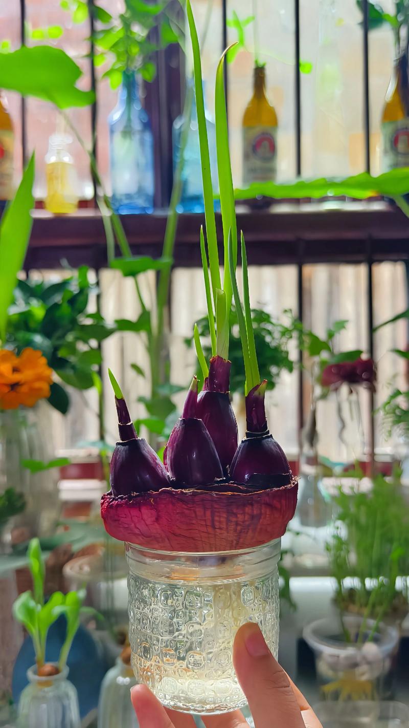 水培洋葱为何难开花？-第2张图片-吾爱花网