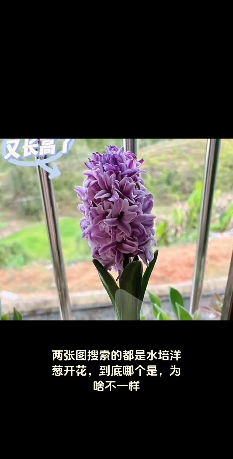 水培洋葱为何难开花？-第3张图片-吾爱花网