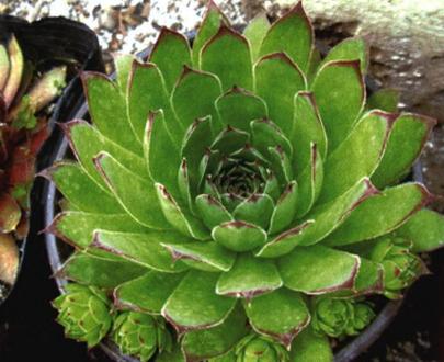 景天科观音莲能水培吗？-第1张图片-吾爱花网