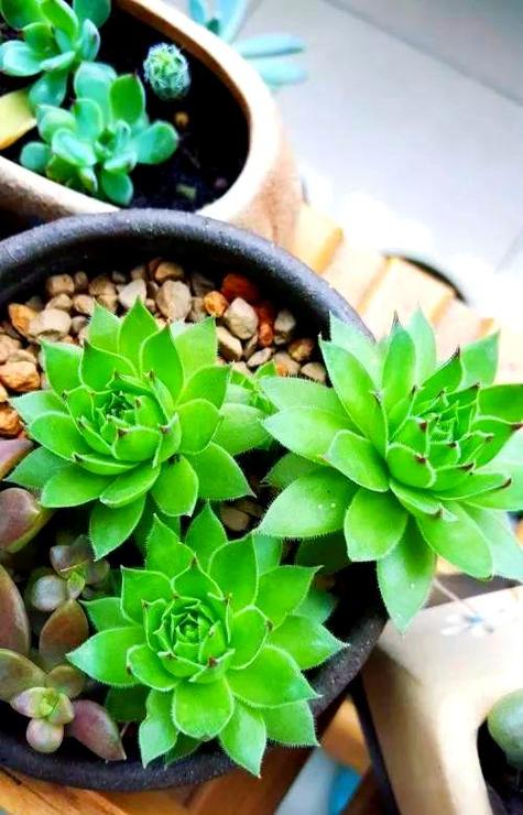 景天科观音莲能水培吗？-第2张图片-吾爱花网