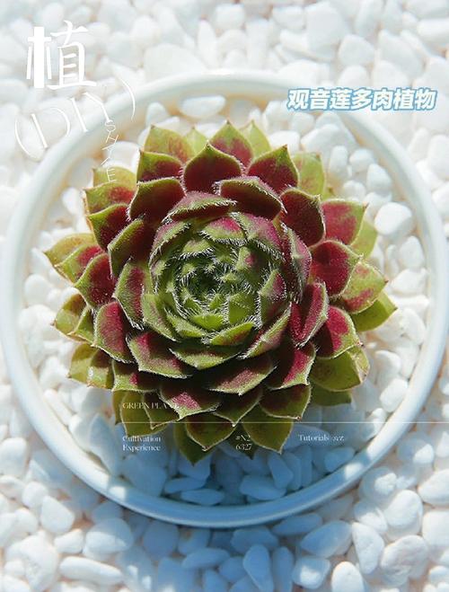 景天科观音莲能水培吗？-第3张图片-吾爱花网