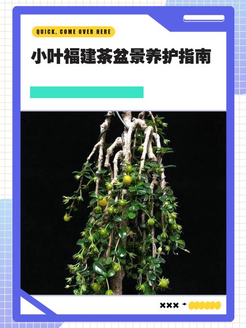 茶花室外盆栽如何安全越冬?-第1张图片-吾爱花网 茶花室外盆栽如何安全越冬?-第1张图片-吾爱花网