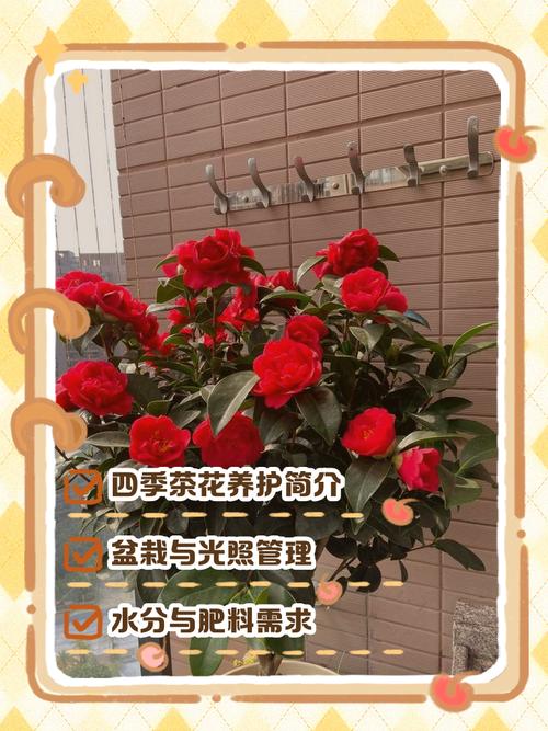 茶花室外盆栽如何安全越冬?-第2张图片-吾爱花网 茶花室外盆栽如何安全越冬?-第2张图片-吾爱花网