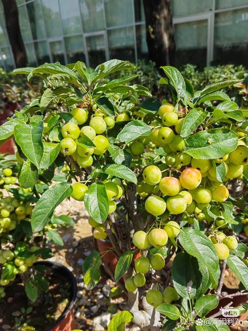 盆栽水果图片有哪些品种？-第1张图片-吾爱花网