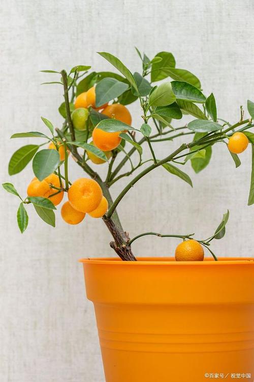 盆栽水果图片有哪些品种？-第2张图片-吾爱花网