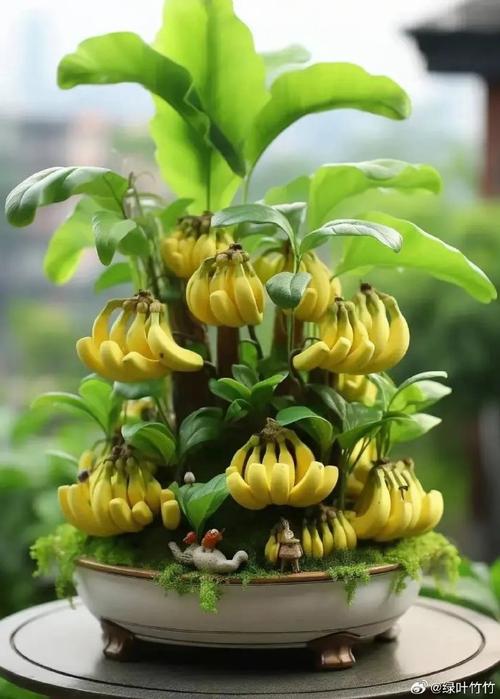 盆栽水果图片有哪些品种？-第3张图片-吾爱花网