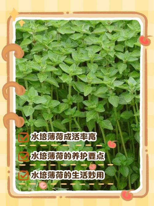 水培薄荷能用针桶加水吗？-第3张图片-吾爱花网