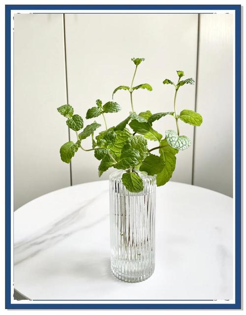 水培薄荷能用针桶加水吗？-第1张图片-吾爱花网