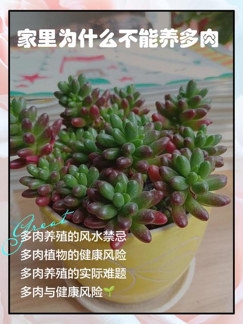 多肉植物有毒吗？家里养安全吗？-第3张图片-吾爱花网
