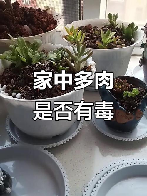 多肉植物有毒吗？家里养安全吗？-第1张图片-吾爱花网