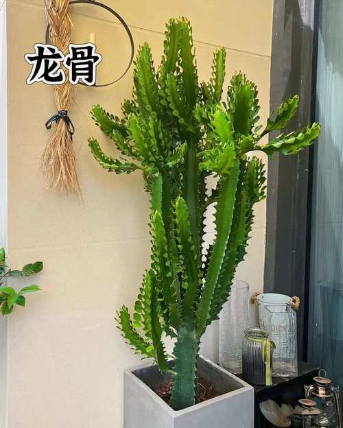 多肉植物有毒吗？家里养安全吗？-第2张图片-吾爱花网