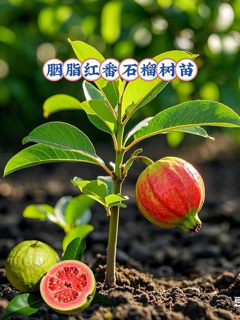 盆栽番石榴什么品种最适合家庭种植？-第2张图片-吾爱花网