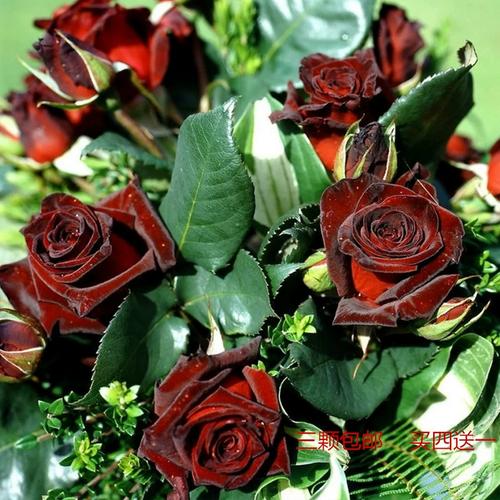 盆栽黑魔术玫瑰怎么养好？-第1张图片-吾爱花网