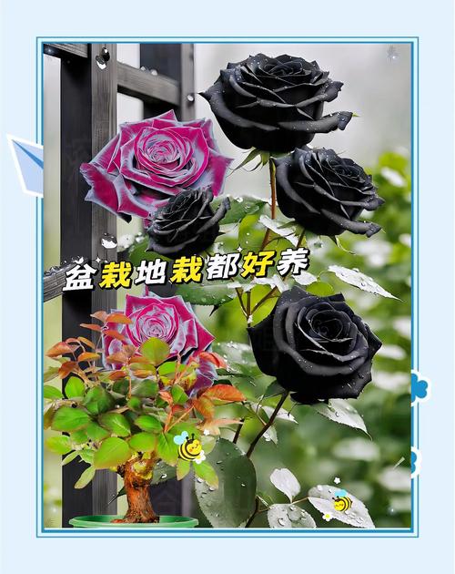 盆栽黑魔术玫瑰怎么养好？-第3张图片-吾爱花网