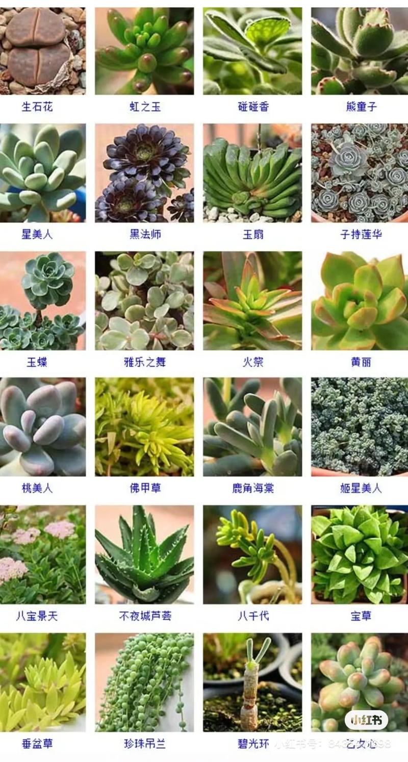 多肉外形特征有哪些关键点？-第1张图片-吾爱花网