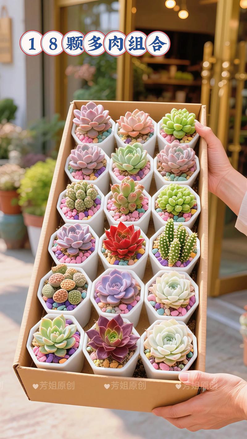 多肉外形特征有哪些关键点？-第2张图片-吾爱花网