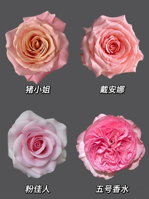 粉玫瑰多肉怎么养才好看？-第3张图片-吾爱花网