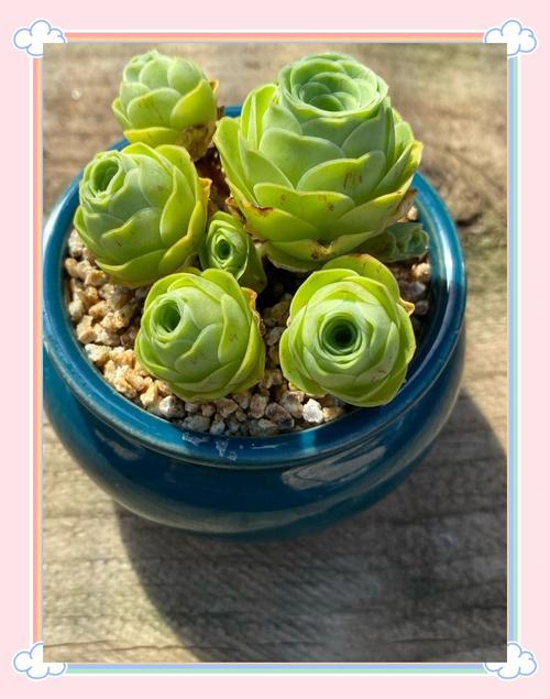 粉玫瑰多肉怎么养才好看？-第2张图片-吾爱花网