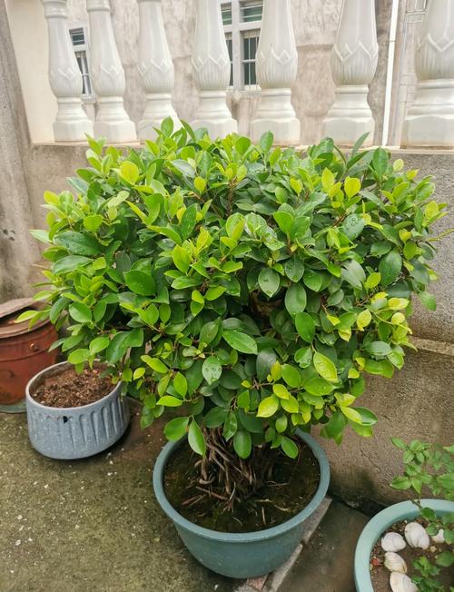 榕树盆栽必须嫁接吗？-第3张图片-吾爱花网