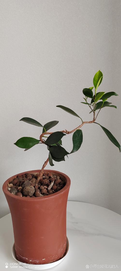 榕树盆栽必须嫁接吗？-第1张图片-吾爱花网