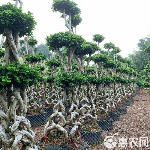 榕树盆栽必须嫁接吗？-第2张图片-吾爱花网