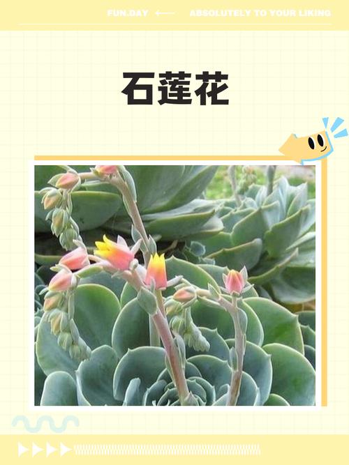 莲花多肉有哪些品种及图片名字？-第3张图片-吾爱花网