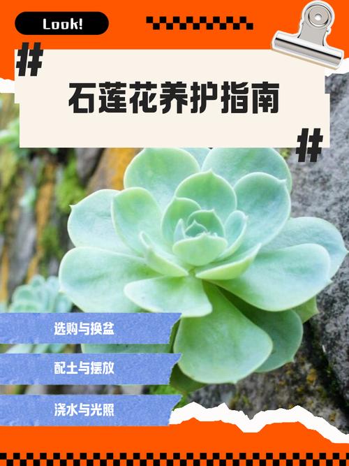 莲花多肉有哪些品种及图片名字？-第2张图片-吾爱花网