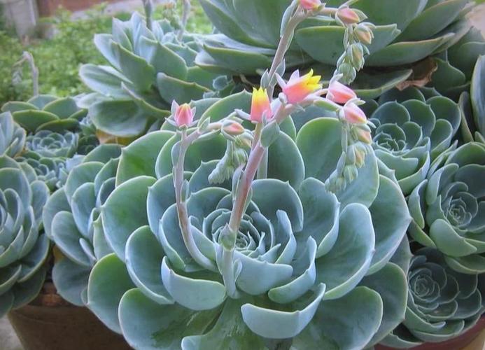 莲花多肉有哪些品种及图片名字？-第1张图片-吾爱花网