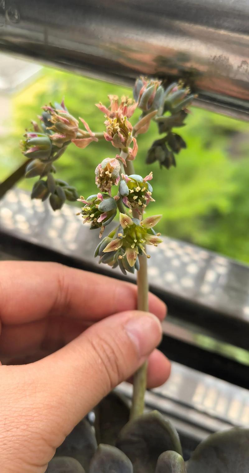 多肉开花名称有哪些？-第2张图片-吾爱花网