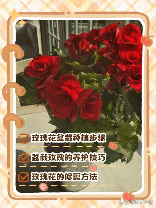 玫瑰盆栽播种，这方法真的能行吗？-第1张图片-吾爱花网