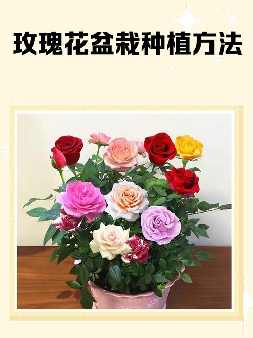 玫瑰盆栽播种，这方法真的能行吗？-第3张图片-吾爱花网