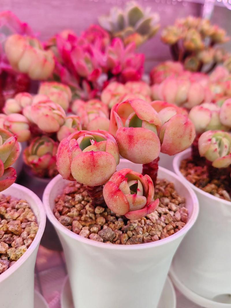 多肉老桩图片怎么认？-第3张图片-吾爱花网