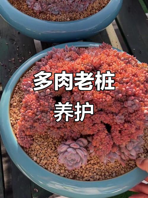 多肉老桩图片怎么认？-第1张图片-吾爱花网