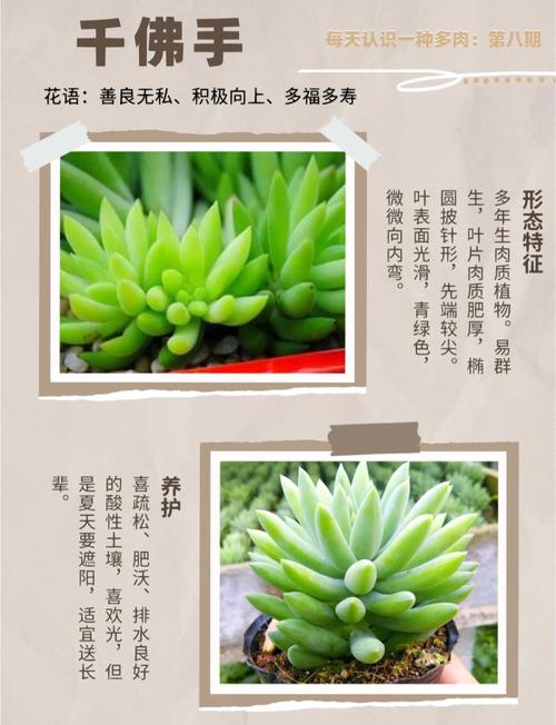 多肉佛手花能吃吗？-第2张图片-吾爱花网