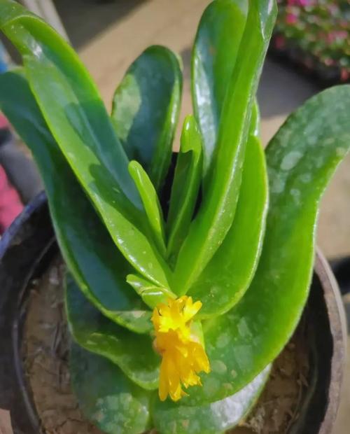 多肉佛手花能吃吗？-第1张图片-吾爱花网