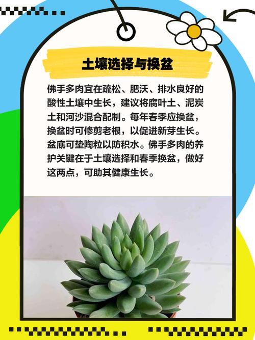 多肉佛手花能吃吗？-第3张图片-吾爱花网