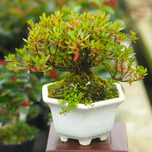 杜鹃能放厕所吗？-第1张图片-吾爱花网