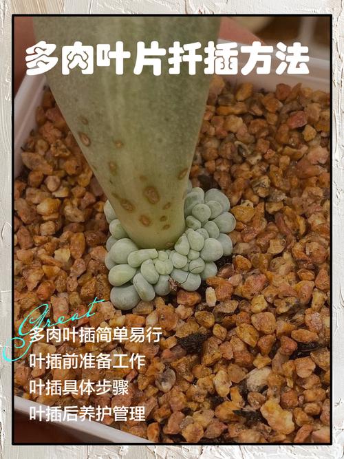 多肉叶子水培能生根吗？-第1张图片-吾爱花网