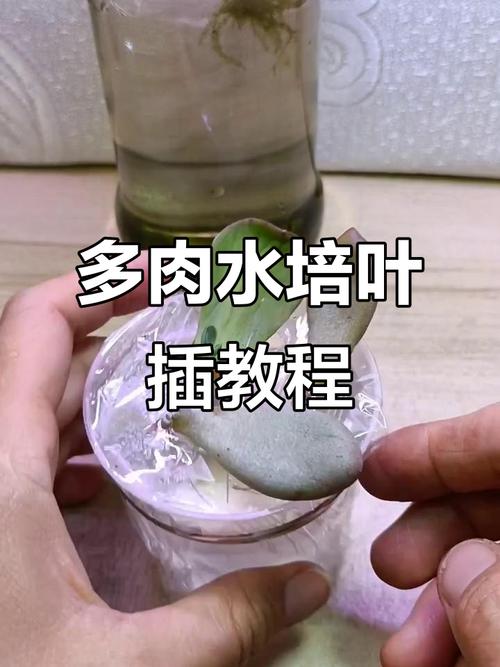 多肉叶子水培能生根吗？-第2张图片-吾爱花网
