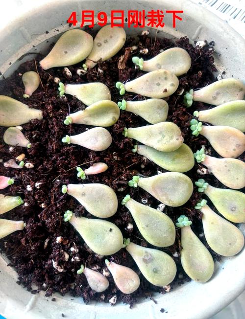 多肉叶子水培能生根吗？-第3张图片-吾爱花网