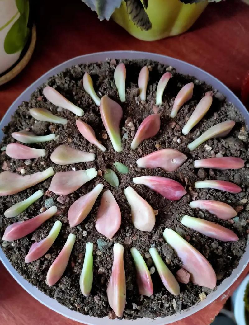 冬天多肉叶插，能成活吗？-第3张图片-吾爱花网