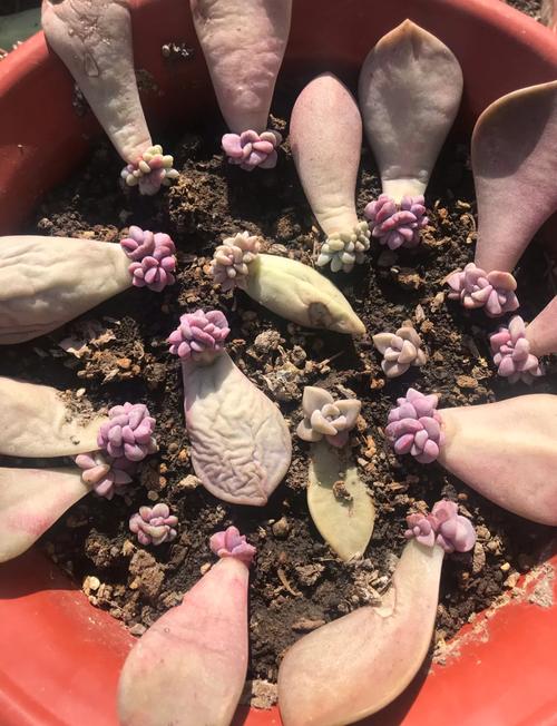 冬天多肉叶插，能成活吗？-第2张图片-吾爱花网