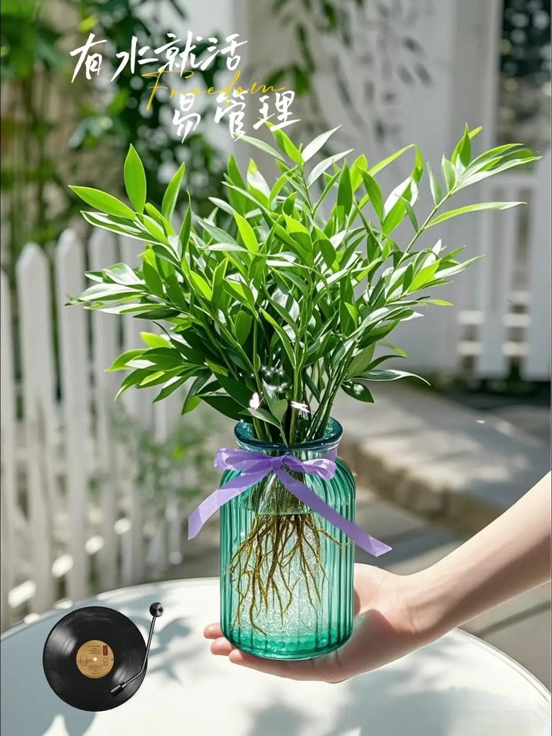 发财树水培早期怎么操作？-第1张图片-吾爱花网