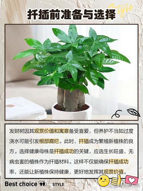 发财树水培早期怎么操作？-第3张图片-吾爱花网