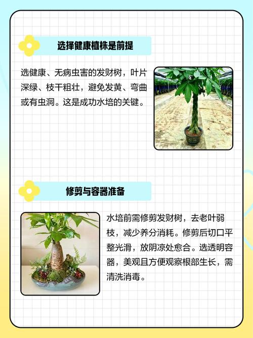 发财树水培早期怎么操作？-第2张图片-吾爱花网