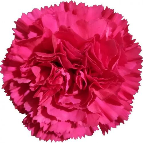 桃红色康乃馨盆栽图片怎么养？-第1张图片-吾爱花网