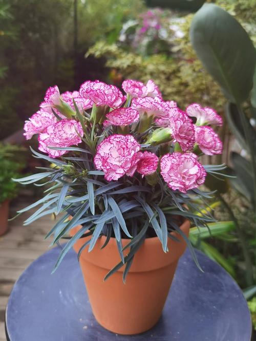 桃红色康乃馨盆栽图片怎么养？-第2张图片-吾爱花网