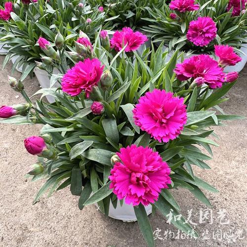 桃红色康乃馨盆栽图片怎么养？-第3张图片-吾爱花网