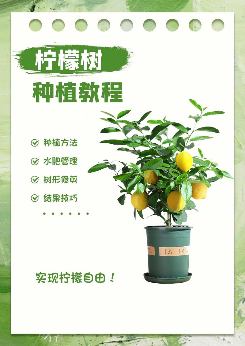 盆栽柠檬怎么养？视频教程教你轻松上手！-第1张图片-吾爱花网
