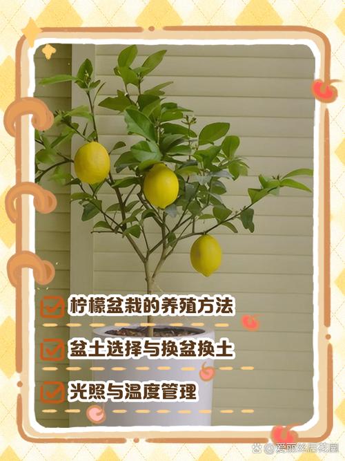 盆栽柠檬怎么养？视频教程教你轻松上手！-第2张图片-吾爱花网